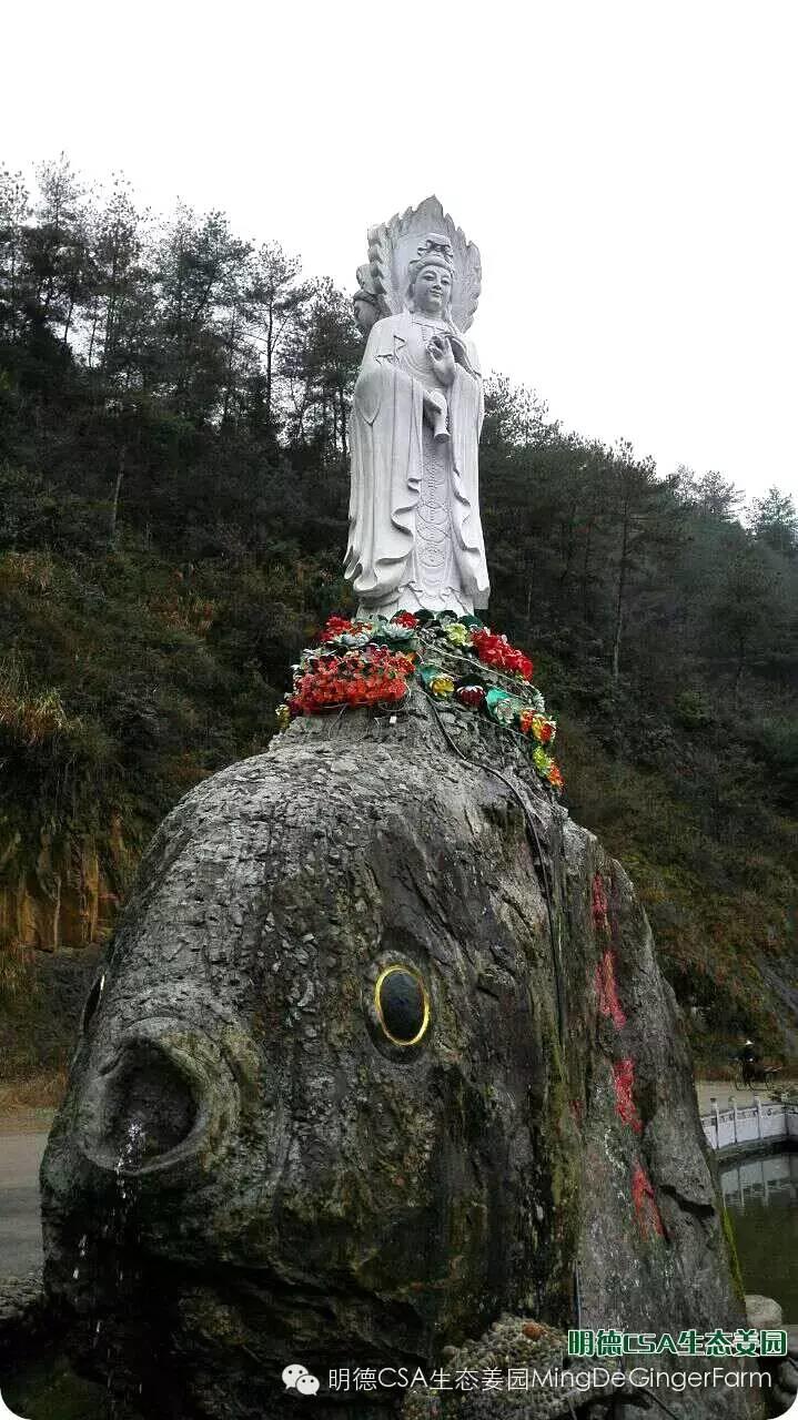明德CSA生態姜園 浙江仙居仁莊村“七不”小黃姜基地介紹