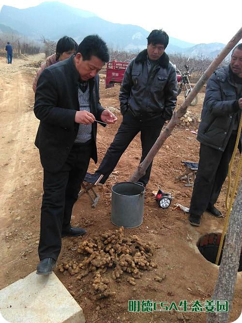 小黃姜種植技術圖文詳解