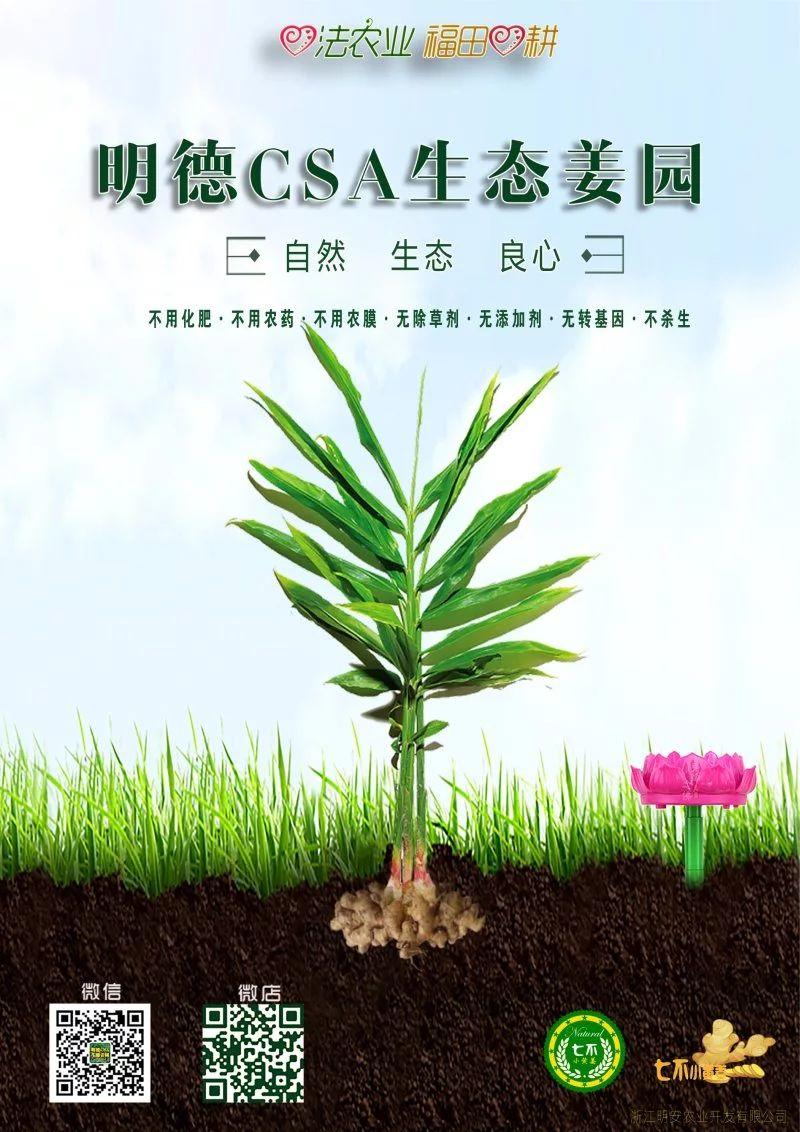 2018年七不小黃姜預售特惠劵送給您-七不姜 生姜養生網-明德CSA生態姜園&明安農業