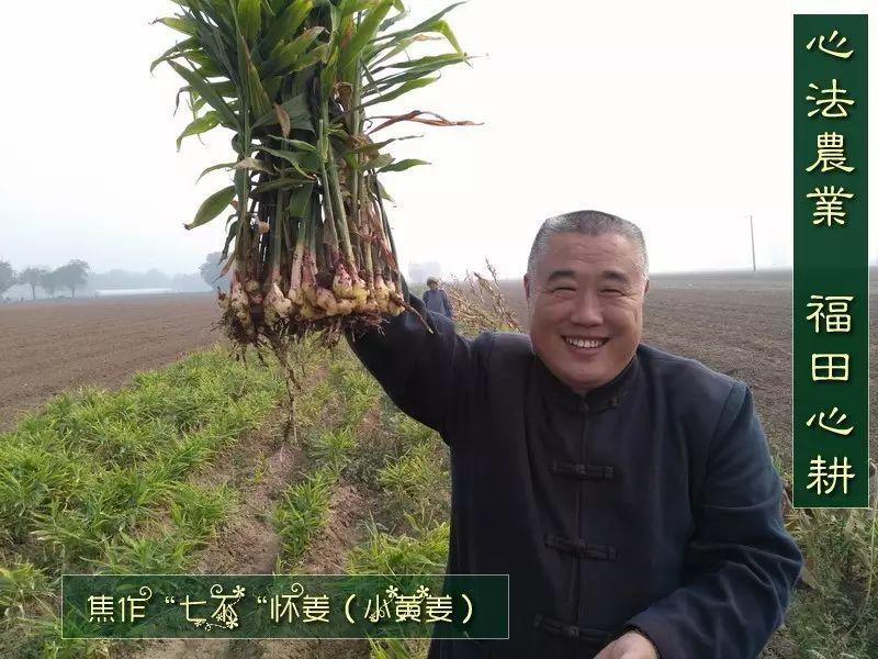 家里種生姜，全家都安康! 盆栽姜 有竹韻！