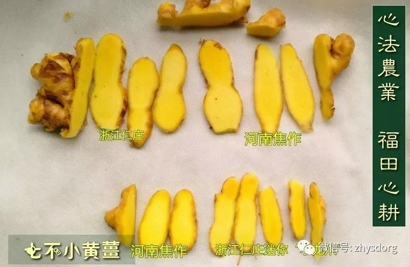 原始點內熱源 姜的應用（小黃姜） 2017.2