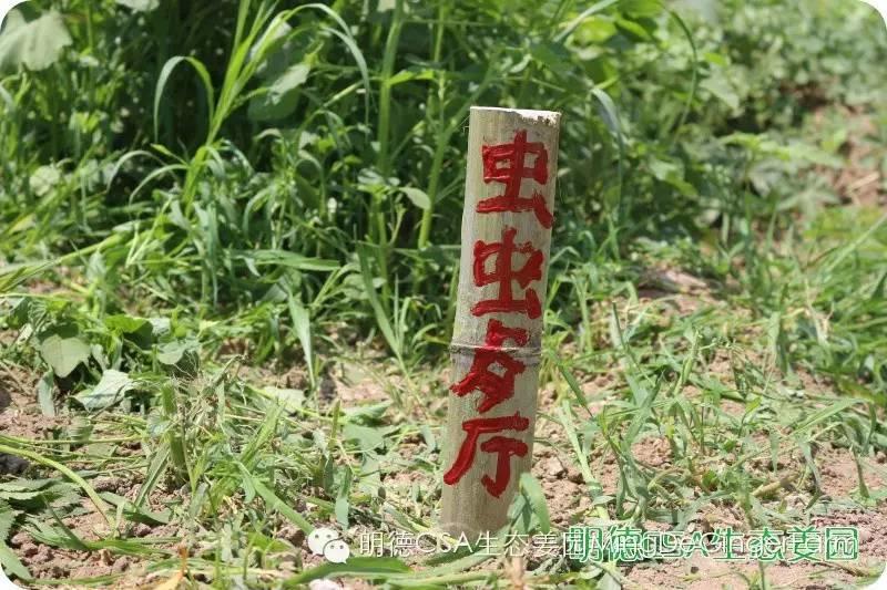 姜園告動物蟲鳥先生小姐書