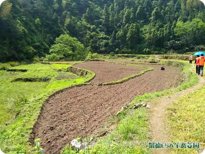 明德CSA生態姜園 浙江仙居仁莊村“七不”小黃姜基地介紹