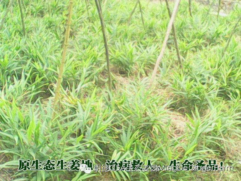 明德生態姜園2015年CSA會員有機生態鮮姜認購份額 （1月版）