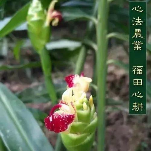 素食養生——生姜傳奇,獻給吃素的佛友們!-七不姜 生姜養生網-明德CSA生態姜園&明安農業