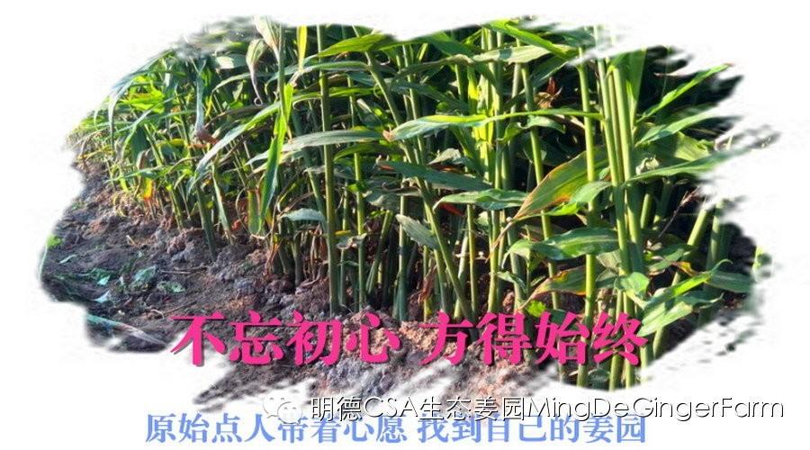 明德CSA姜園 山東圣城曲阜祀天-七不姜 生姜養生網-明德CSA生態姜園&明安農業