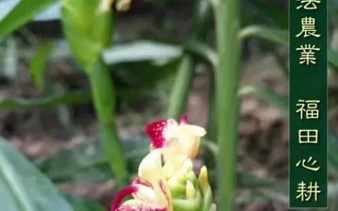 ?紅糖姜粉炒白面|DIY溫熱代餐粉調好“老胃病”-七不姜 生姜養生網-明德CSA生態姜園&明安農業