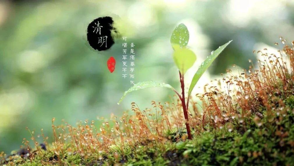 清明,祭祖掃墓,祭奠英烈!國人的感恩節!-七不姜 生姜養生網-明德CSA生態姜園&明安農業