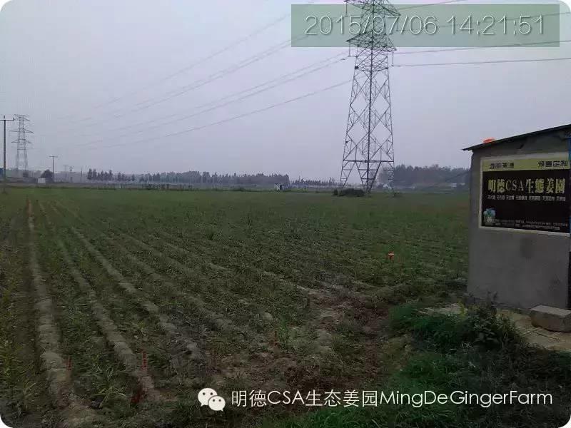 明德CSA生態姜園 姜東土地份額(勞動份額及配送份額)溝壟選購圖集-七不姜 生姜養生網-明德CSA生態姜園&明安農業