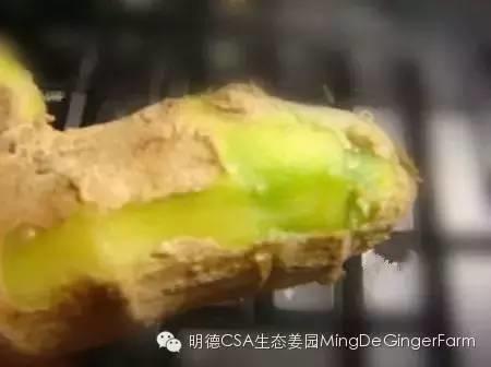 生姜發綠、長芽還能吃嗎？
