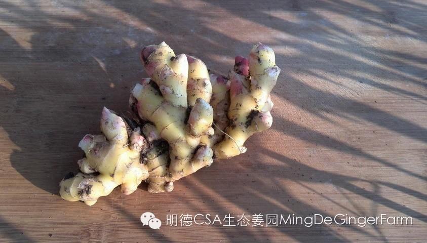 明德生態姜園：CSA+O2O-七不姜 生姜養生網-明德CSA生態姜園&明安農業
