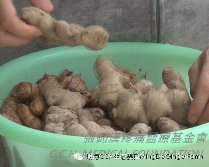 [姜的應用分享] 姜粉制作與使用方法及用姜粉刷牙