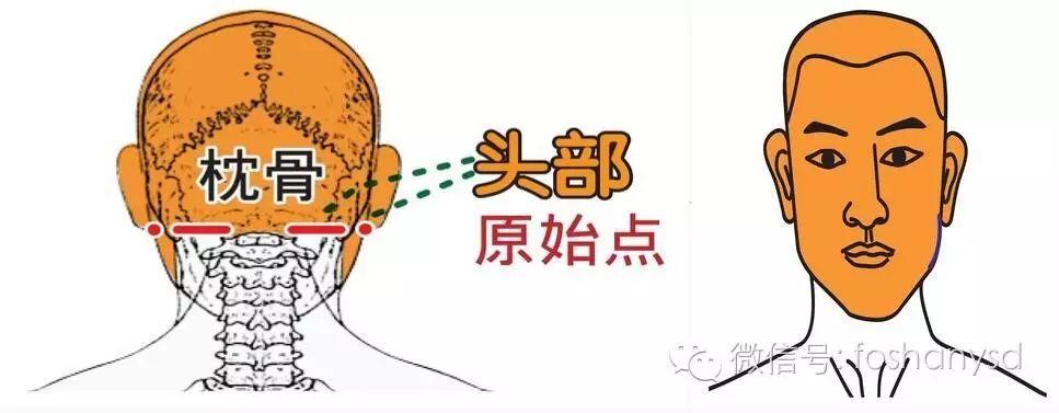 各部位原始點位置及其涵蓋范圍(頭部 頸部)
