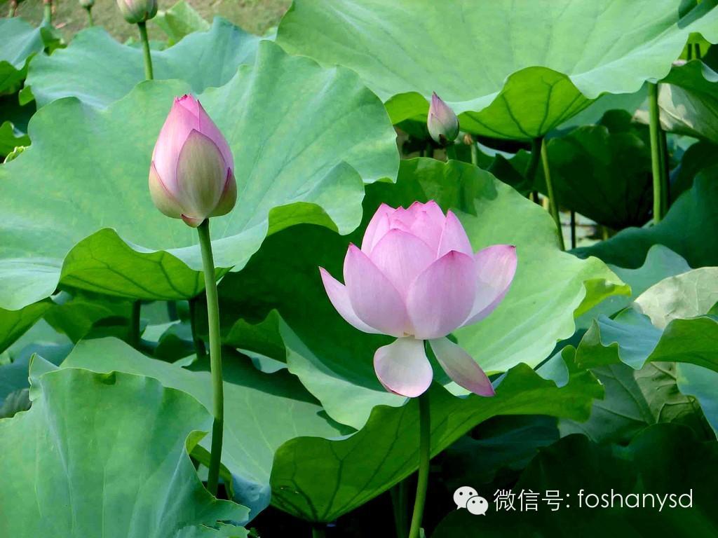 用母愛和原始點輕松搞掂孩子肚脹拉肚子癥狀