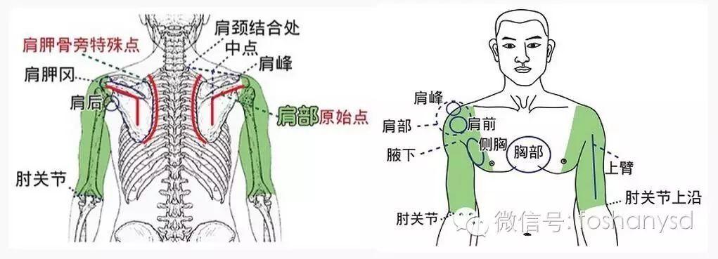 各部位原始點位置及其涵蓋范圍 (肩部 薦椎部)