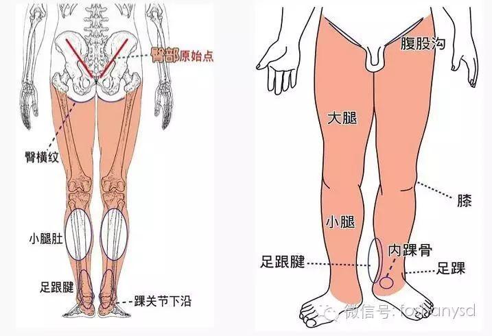 各部位原始點位置及其涵蓋范圍(臀部 踝部)