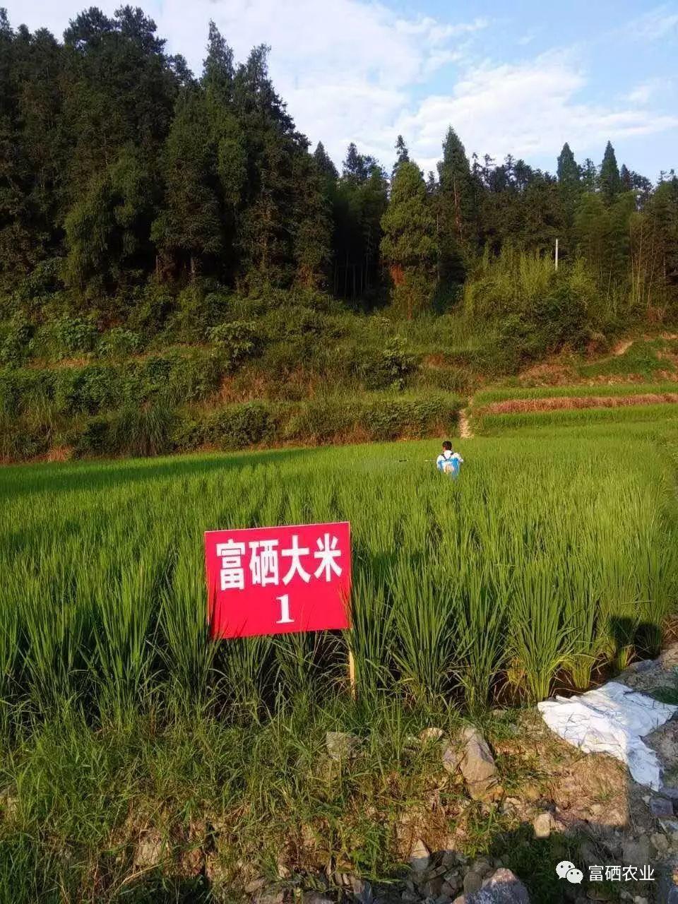 【富硒農業】發展富硒水稻產業，助力農民增收、農業增效、人民增壽