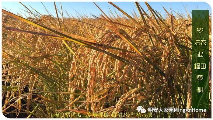 CSA委托七不種植 黑龍江硒都海倫 水稻土地配送份額1分-1畝 寒地世界頂級品種苗稻2號 2019年CSA土地份額認購
