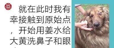 寵物犬瀕死案例-七不姜 生姜養生網-明德CSA生態姜園&明安農業