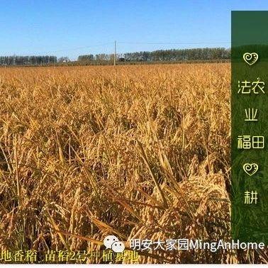 聽佛號七不富硒香稻米 心法農業硒都海倫黑土寒地香稻七不水稻大米開售了! 寒地世界頂級品種 首創 心法農業 福田心耕恭獻茁壯成長-七不姜 生姜養生網-明德CSA生態姜園&明安農業