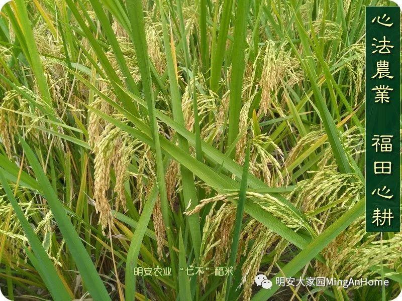 聽佛號七不富硒香稻米 心法農業硒都海倫黑土寒地香稻七不水稻大米開售了！ 寒地世界頂級品種 首創 心法農業 福田心耕恭獻茁壯成長