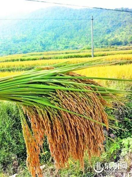 奇!南安400多畝水稻聽大悲咒等音樂增產15%-七不姜 生姜養生網-明德CSA生態姜園&明安農業