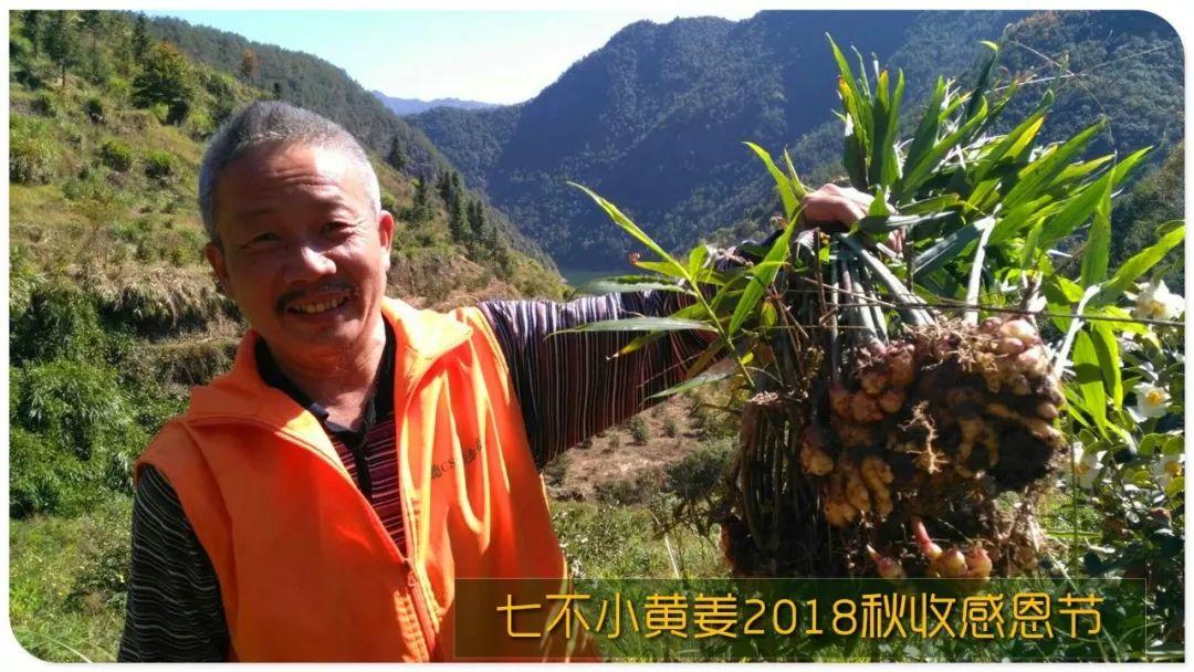 家庭特惠周期購 每月5斤 ‘七不’小黃姜生姜鮮姜原始點特供包郵 明德生態姜園心法農業恭獻