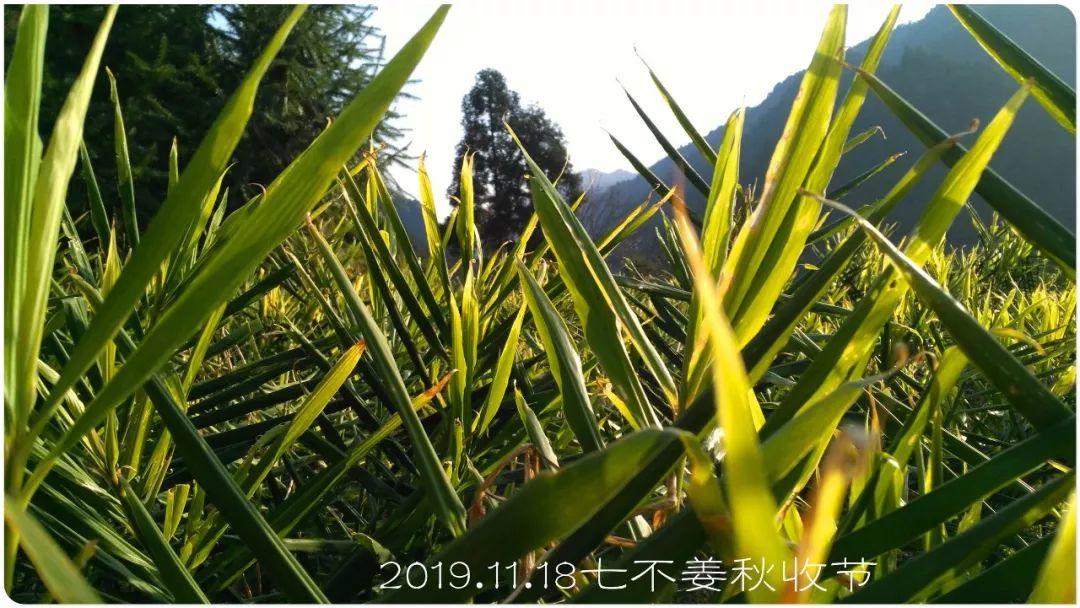 秋收慶祝！團購特惠半斤干姜片 2019秋收新烘烤制 至 2019-12-14 11:03:20