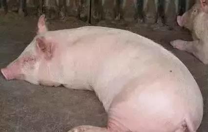 夏季生姜在養豬中的妙用！豬也要“冬吃蘿卜夏吃姜，不用獸醫開藥方”
