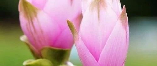 道家養生秘笈:關于生姜不得不說的偏方-七不姜 生姜養生網-明德CSA生態姜園&明安農業