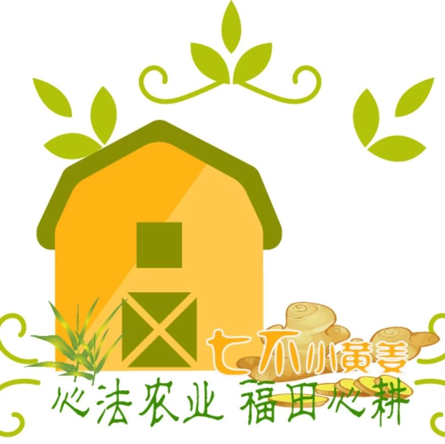 看過來!ヾ(●′?`●)?哇~招募原始點分銷代理誠招心法農業七不姜網絡分銷代理;!“七不”小黃姜網絡分銷代理-七不姜 生姜養生網-明德CSA生態姜園&明安農業