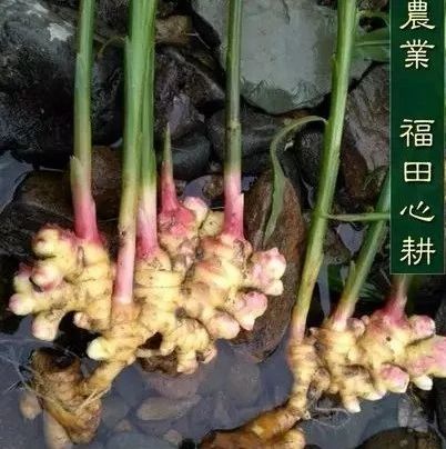 央視網《健康之路》 20120908 廚房三寶——姜-七不姜 生姜養生網-明德CSA生態姜園&明安農業