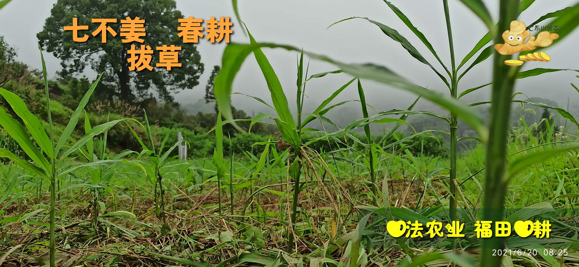 修身克己 堅定利他一一佛山原始點義工學習原始點心得-七不姜 生姜養生網-明德CSA生態姜園&明安農業