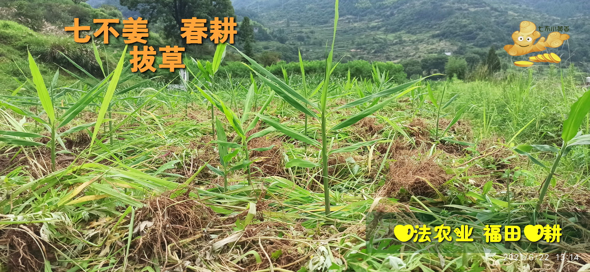 廈門家至善家庭健康師資班第九期第五周課程-七不姜 生姜養生網-明德CSA生態姜園&明安農業