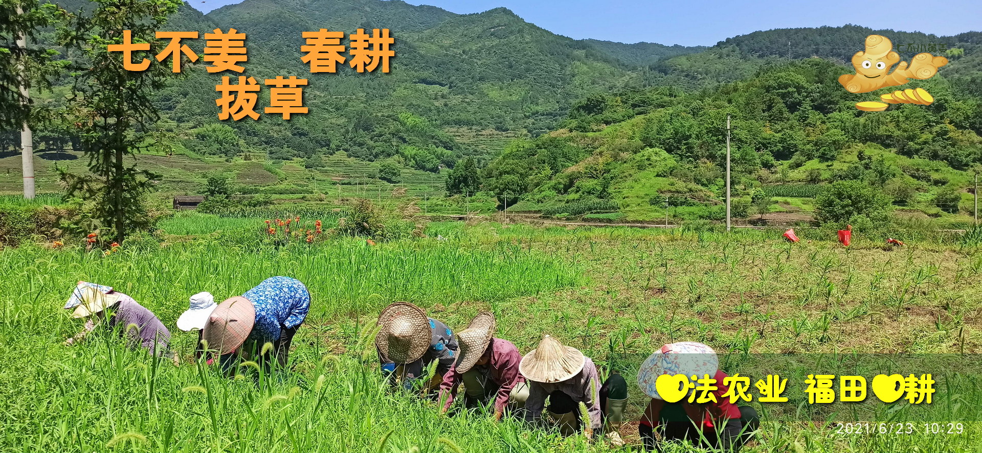 2021年5月6月 一場春雨一寸草 拔草 拔草 再 拔草-七不姜 生姜養生網-明德CSA生態姜園&明安農業