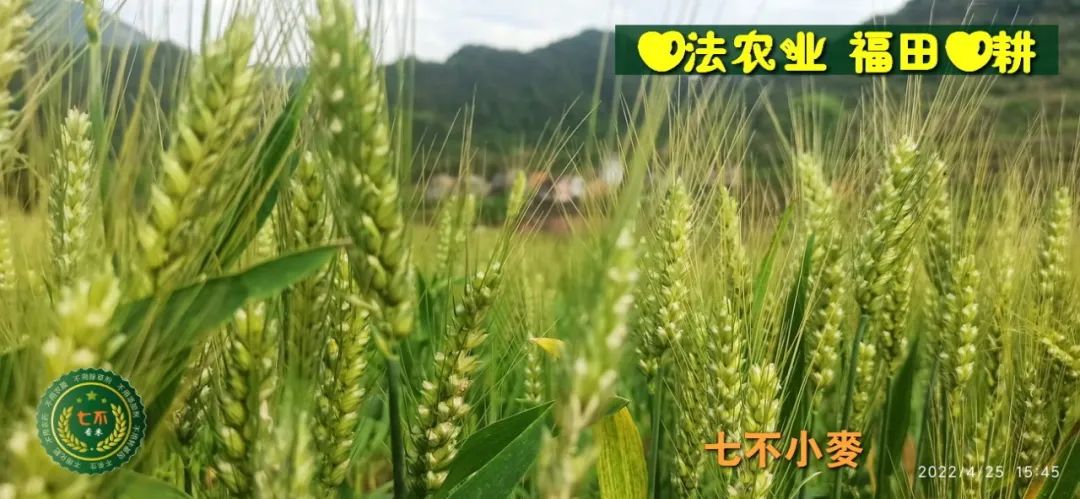 明安農業五月種七不水稻了。六月端午別忘吃粽子。買糯米要七不種植的...自然生態超越有機！七不姜優惠發劵