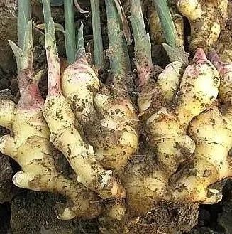 冬季盆栽“生姜”,2元錢1小瓶“藥”一年翻20倍,盆盆爆滿“姜”-七不姜 生姜養生網-明德CSA生態姜園&明安農業