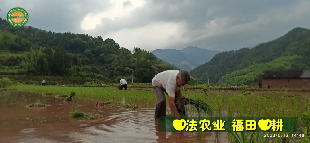 (●'?'●)6月慶祝春播春種順利完成！ 姜膏姜油 端午糯米 會員積分換購特惠 ，2023預售大米 會員折上折 6.18折