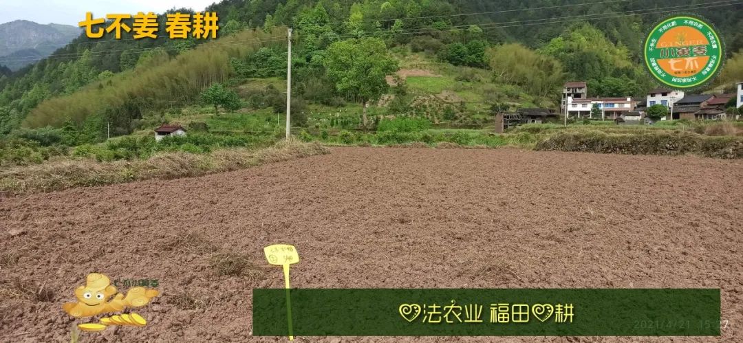 2022年小黃姜春耕開播 姜片姜粉姜丸防疫 安家必備大特惠