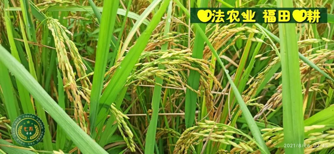 七不水稻即將上市-2021年新米預定月購限時特惠  家庭七不大米/紅米 紅皮大米/糯米/ 黑米/泰兩優217/中浙優H7 宅配送