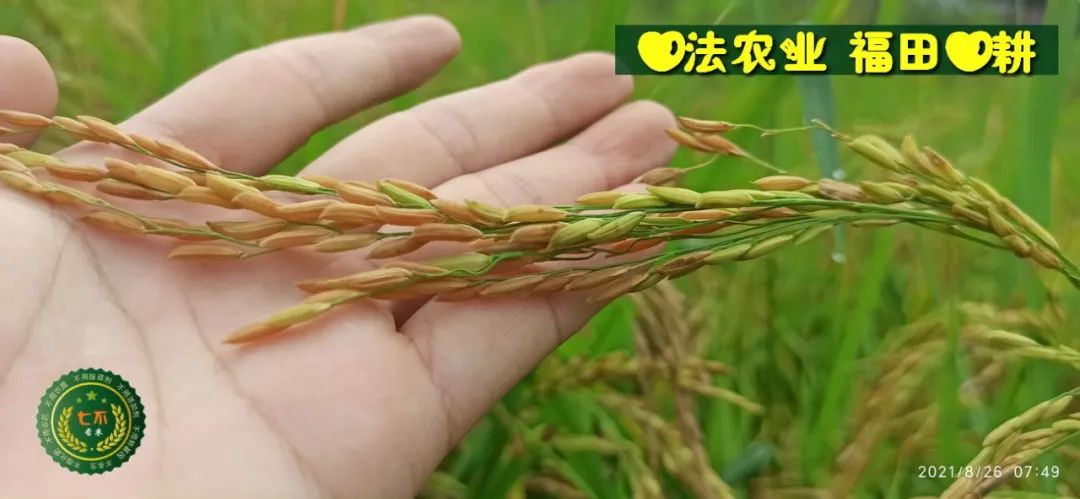 七不水稻即將上市-2021年新米預定月購限時特惠  家庭七不大米/紅米 紅皮大米/糯米/ 黑米/泰兩優217/中浙優H7 宅配送