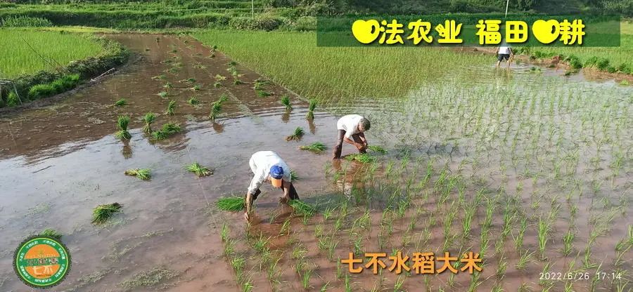 預定有禮-訂購大米送生姜。2022年秋收浙江仙居新米⑤紅秈米④黑米⑨勇優12粳米⑥糯米⑩香米華優18秈米 ⑾嘉豐優2號秈米