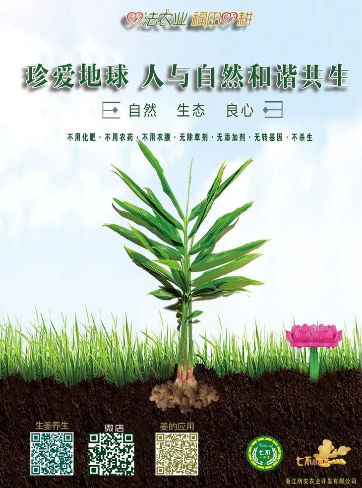 慶祝海倫寒地黑土七不香稻秋收 慶祝海倫寒地黑土七不香稻秋收