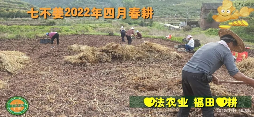 明安農業五月種七不水稻了。六月端午別忘吃粽子。買糯米要七不種植的...自然生態超越有機！七不姜優惠發劵