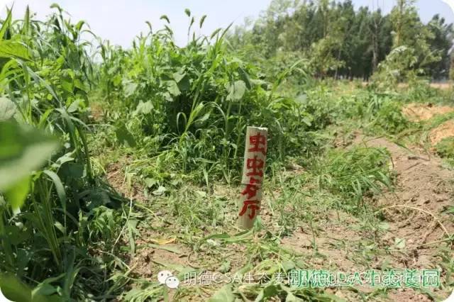 2022年小黃姜春耕開播 姜片姜粉姜丸防疫 安家必備大特惠