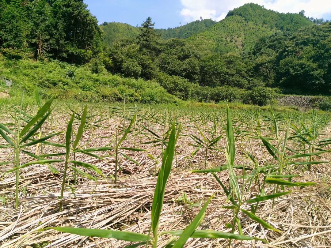 (●'?'●)6月慶祝春播春種順利完成！ 姜膏姜油 端午糯米 會員積分換購特惠 ，2023預售大米 會員折上折 6.18折