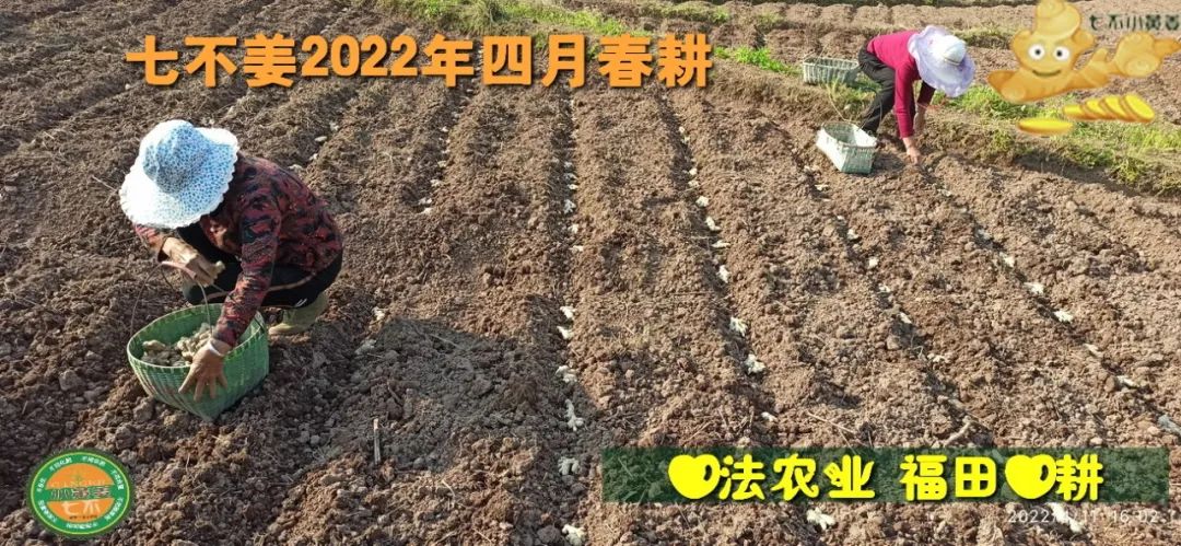 明安農業五月種七不水稻了。六月端午別忘吃粽子。買糯米要七不種植的...自然生態超越有機！七不姜優惠發劵