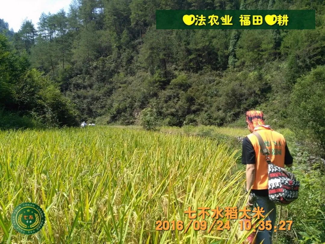 七不水稻即將上市-2021年新米預定月購限時特惠  家庭七不大米/紅米 紅皮大米/糯米/ 黑米/泰兩優217/中浙優H7 宅配送