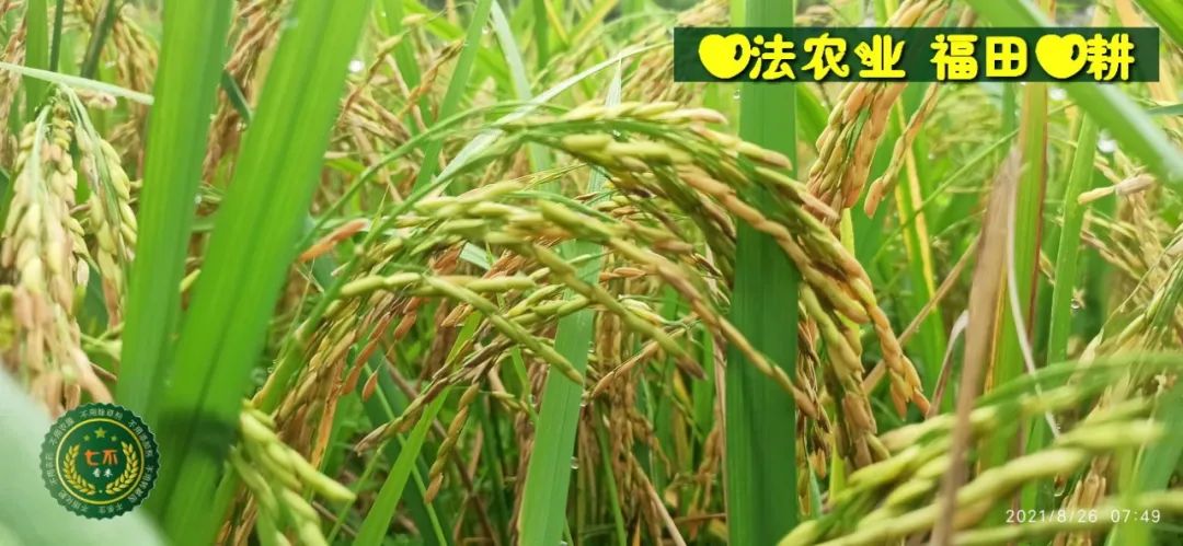 七不水稻即將上市-2021年新米預定月購限時特惠  家庭七不大米/紅米 紅皮大米/糯米/ 黑米/泰兩優217/中浙優H7 宅配送