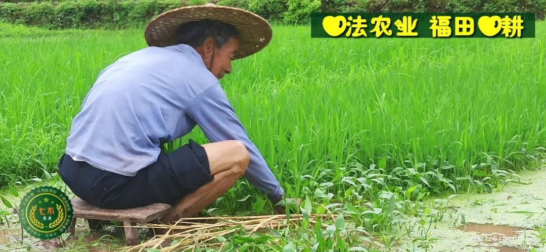 七不水稻即將上市-2021年新米預定月購限時特惠  家庭七不大米/紅米 紅皮大米/糯米/ 黑米/泰兩優217/中浙優H7 宅配送